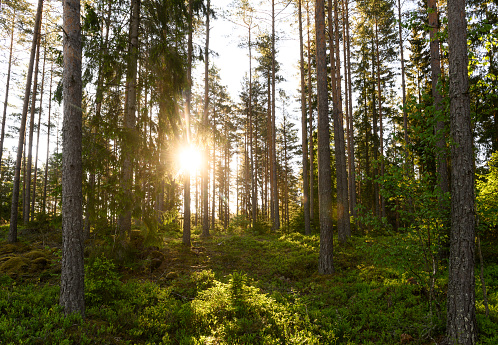 Spruce and pine forest with sun shining between the trunks with blueberry plants on the ground