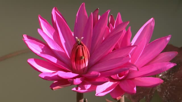 slow motion shot : Beautiful Lotus or waterlily and insect on pond at park