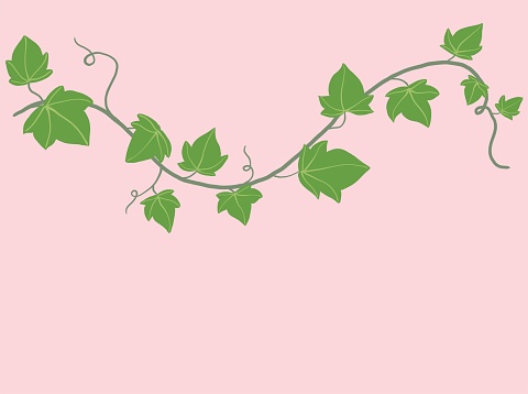 Simplicity ivy freehand drawing flat design. Vector illustration.