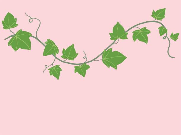 Simplicity ivy freehand drawing flat design. Simplicity ivy freehand drawing flat design. Vector illustration. ivy leaf stock illustrations