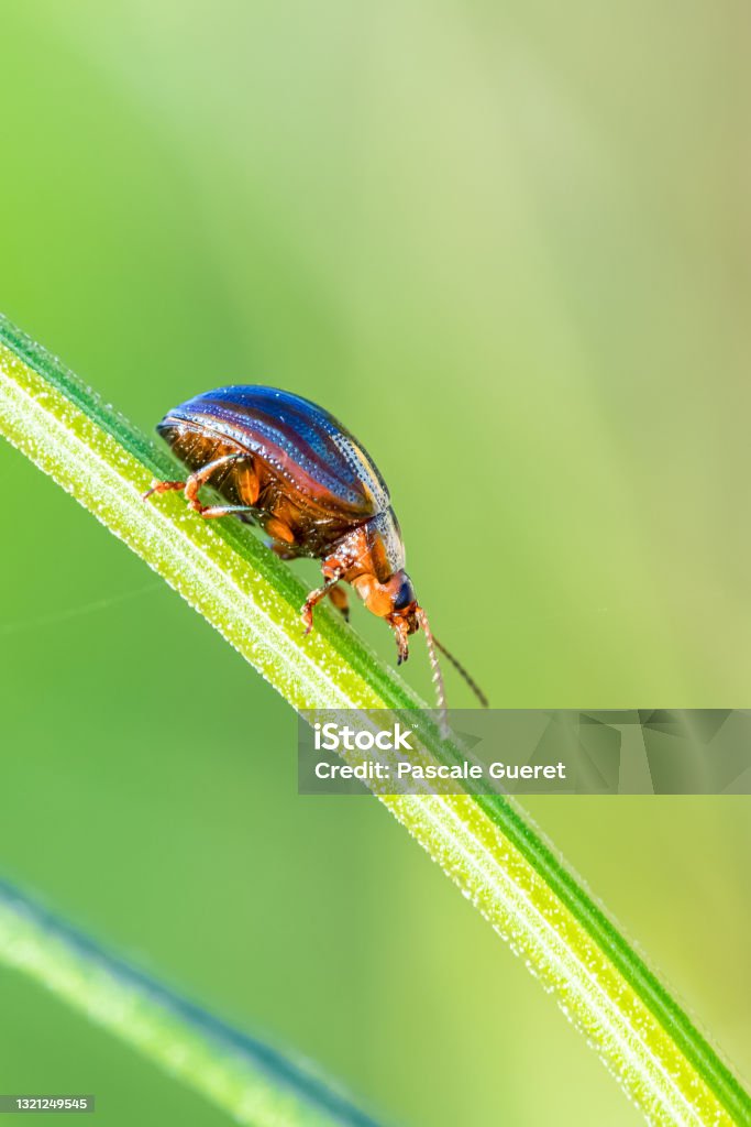 rosemary beetle, Chrysolina americana rosemary beetle, Chrysolina americana, insect walking on a stem Animal Stock Photo