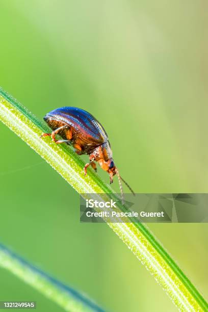 Rosemary Beetle Chrysolina Americana Stock Photo - Download Image Now - Animal, Animal Antenna, Animal Shell