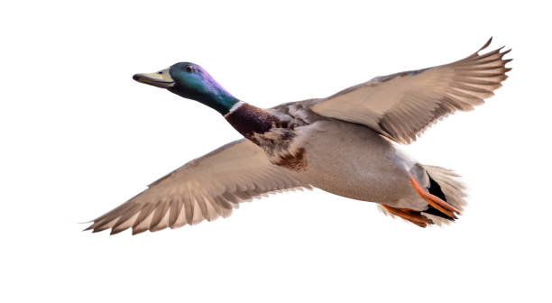 istock mallard duck drake in flight on white background 1321250782