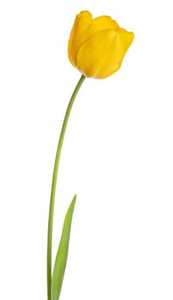 istock gold single tulip isolated on white 1321250841
