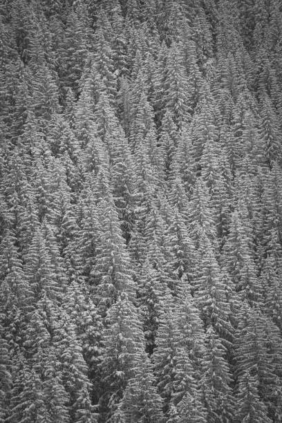 Dense fir forest closeup, Tatra Mountains, Poland. Snow on branches of coniferous trees growing on a steep hill. Selective focus on the plants, blurred background.