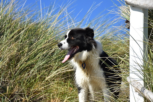 A collie dog looks happily out to the beach with his tongue hanging out on a springtime morning walk.