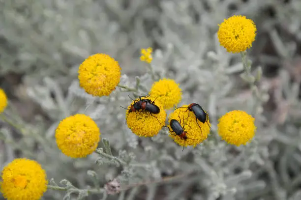 Black and brown cereal leaf beetles on yellow Santolina Rosmarinfolia flowers outdoors in nature