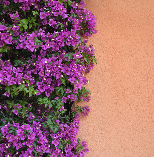 istock Bougainvillea in Bloom 1321251829