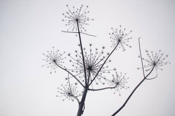istock Silhouette of a hogweed flowers 1321251945