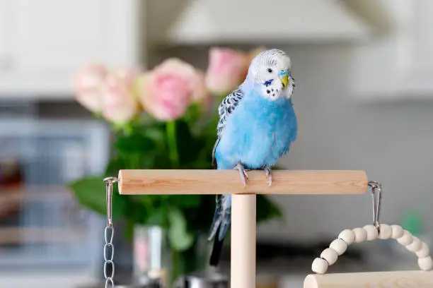 Photo of Blue budgerigar posing at the stick