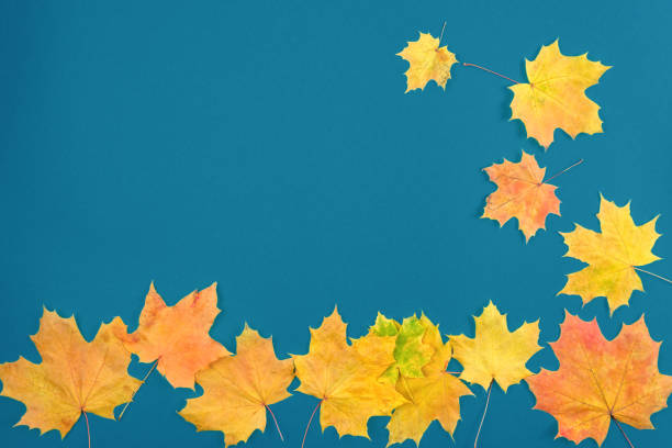 istock Autumn maple leaves on wooden table.Falling leaves natural background. 1321252804
