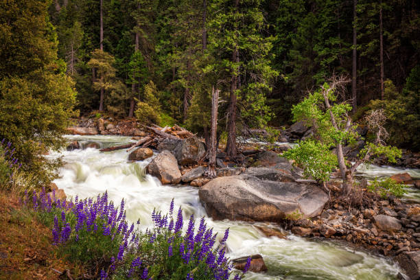 Lupine lined Merced River near Yosemite