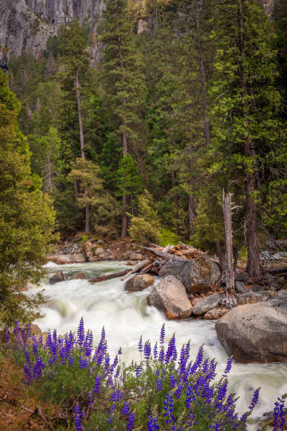 istock Lupine lined Merced River near Yosemite 1321253040