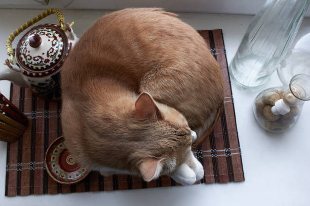 ginger cat lies on the windowsill, on the brown carpet