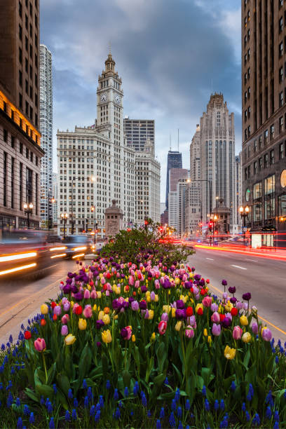 istock Tulips in Downtown Chicago 1321253186