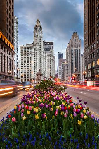 Colorful tulips on a Michigan Avenue median in downtown Chicago