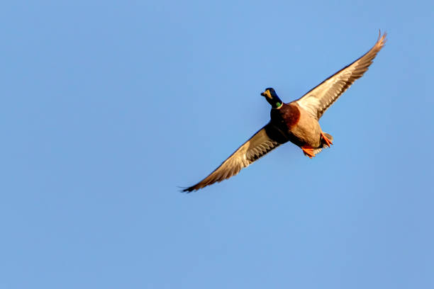 istock mallard duck flying above the lake 1321253833