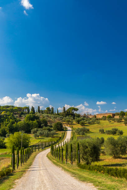 paysage toscan typique près de montepulciano et monticchielo, italie - tuscan cypress photos et images de collection