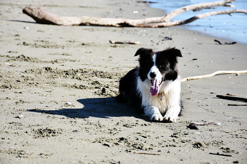 A Collie Dog at the beach on a springtime day.