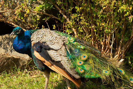 male blue peafowl