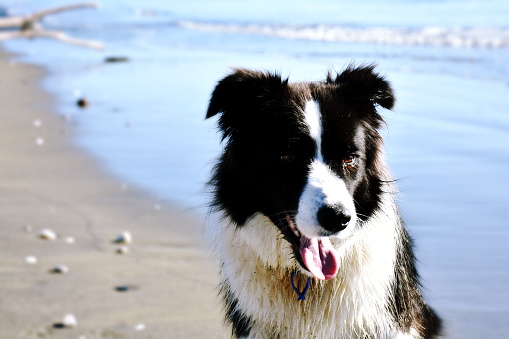 A portrait of a happy Collie Dog at the beach.