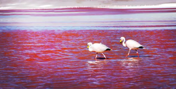Two James's flamingos in the Laguna Colorada in the Bolivian Andes. Also known as the puna flamingo, is populates in high altitudes of Andean plateaus  in Peru, Chile