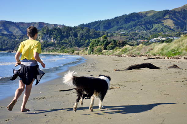 A boy walks a collie dog along th beach at low tide in summer.