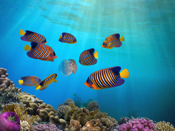 istock Shoal of fish and giant jellyfish 1321257324