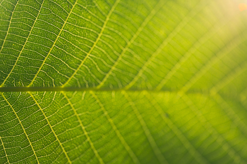 Close up of leaf, photographed with selective focus.