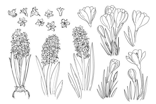 Flowers vector line drawing. Hyacinths. Crocuses. Flowers line drawn on a white background. Sketch hyacinth. Spring flowers. Flowers vector line drawing. Hyacinths. Crocuses. Flowers line drawn on a white background. Sketch hyacinth. Spring flowers. hyacinth stock illustrations