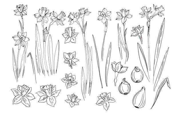 ilustrações, clipart, desenhos animados e ícones de desenho da linha vetorial das flores. linha daffodils desenhada em um fundo branco. flores da primavera. esboço linha preta. - daffodil