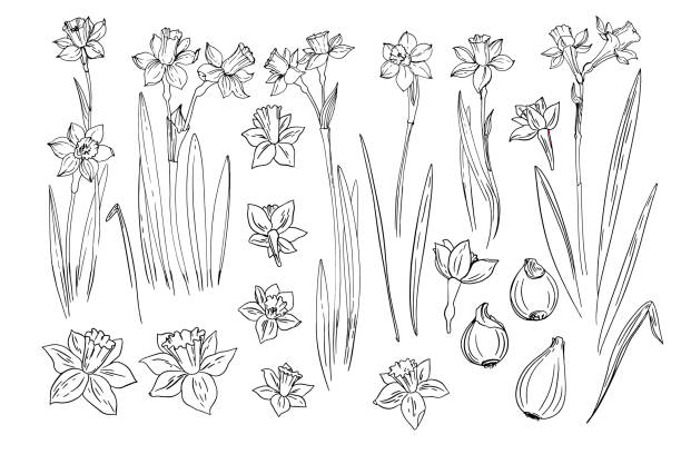 Flowers vector line drawing. Daffodils line drawn on a white background. Spring flowers. Sketch black line. Flowers vector line drawing. Daffodils line drawn on a white background. Spring flowers. Sketch black line. narcissus mythological character stock illustrations