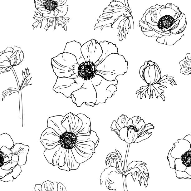 5,800+ Anemone Flower Drawing Stock Illustrations, Royalty-Free Vector ...