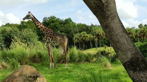 A single giraffe relaxing on the grassland