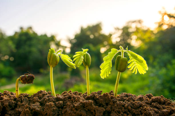 istock spring seed to tree, agriculture plant seeding growing step concept in garden and sunlight 1321261643