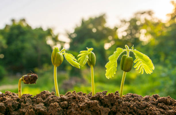 istock spring seed to tree, agriculture plant seeding growing step concept in garden and sunlight 1321261654