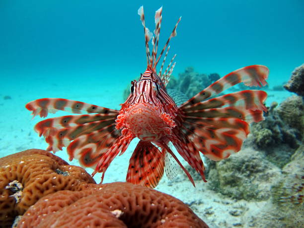 istock Lion Fish in the Red Sea. 1321261725
