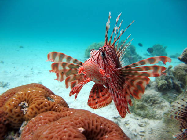 istock Lion Fish in the Red Sea. 1321261744
