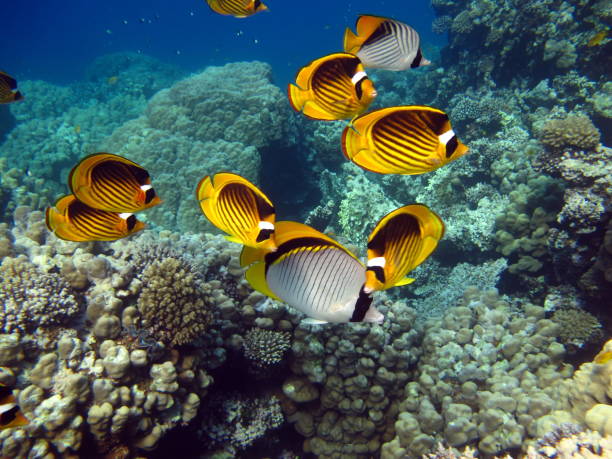 istock Butterfly fish on the Red Sea reef. 1321261838