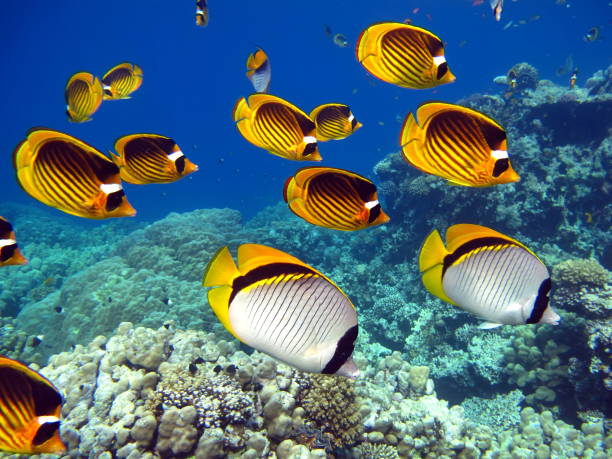 istock Butterfly fish on the Red Sea reef. 1321261872