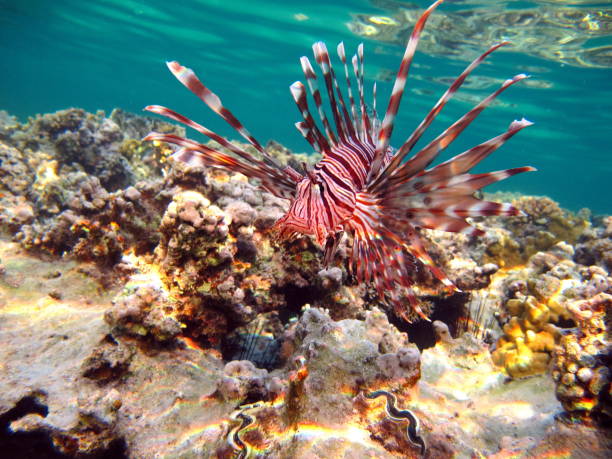 istock Lion Fish in the Red Sea. 1321261923