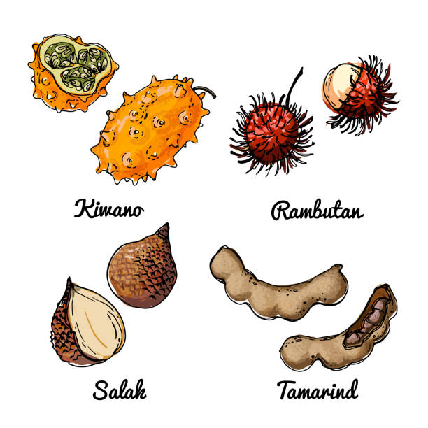Vector food icons of fruits. Colored sketch of food products. Kiwano, rambutan, salak, tamarind Vector food icons of fruits. Colored sketch of food products. Kiwano, rambutan, salak rambutan stock illustrations