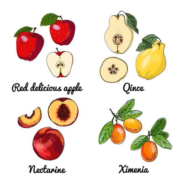 vektor-lebensmittel-ikonen von früchten. farbige skizze von lebensmitteln. rot lecker, qince, nektarine, ximenia - red delicious apple illustrations stock-grafiken, -clipart, -cartoons und -symbole