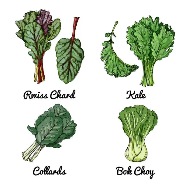 Vector illustration of Vector food icons of vegetables. Colored sketch of food products. Rwiss chard, kale, collards, bok choy