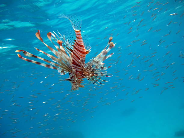 istock Lion Fish in the Red Sea. 1321262160