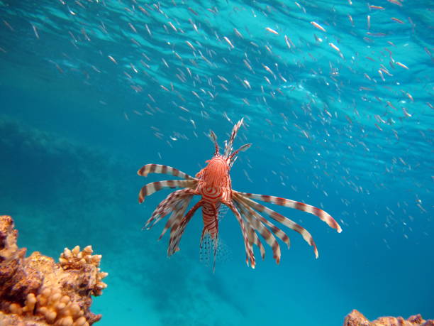 istock Lion Fish in the Red Sea. 1321262179