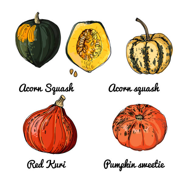 Pumpkin. Vector food icons of vegetables. Colored sketch of food products. Acorn squash, red kuri, pumpkin sweetie Pumpkin. Vector food icons of vegetables. Colored sketch of food products. Acorn squash, red kuri, pumpkin acorn squash stock illustrations