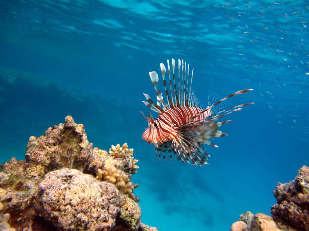 istock Lion Fish in the Red Sea. 1321262213