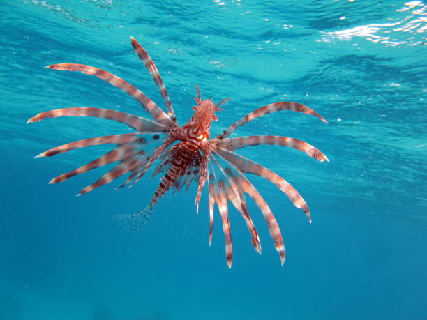 istock Lion Fish in the Red Sea. 1321262778
