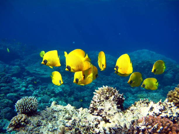 istock Butterfly fish on the Red Sea reef. 1321262834